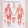 Muscular System Female Laminated Poster