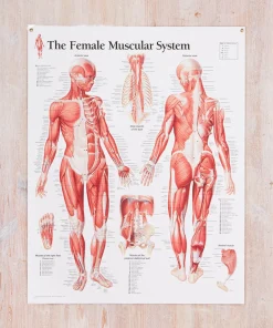 Muscular System Female Laminated Poster