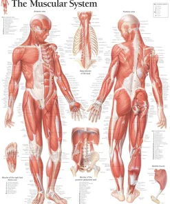 Muscular System Male Laminated Poster