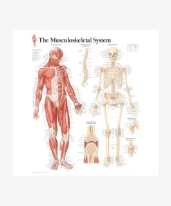 Musculoskeletal System Laminated Poster