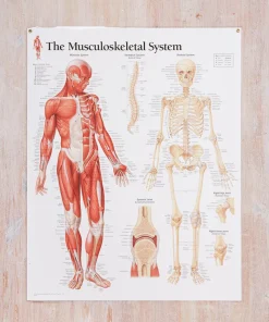 Musculoskeletal System Laminated Poster