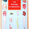 Organology & Sensology in Yogashastra
