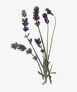 Spritz Wellness Atmosphere Mist 100ml - Sleep